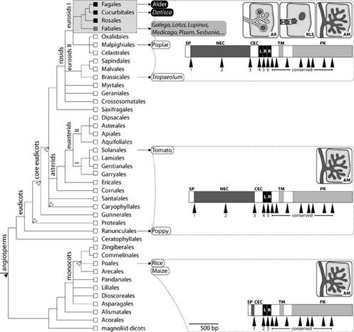   SYMRK        .     .     ,       (  ).       ,     .    ,    ,     ,    .       : AR = , RLS = , AM = .        SYMRK.   : NEC, LRR    () ; TM   ; PK  - () . (.     PLoS Biology)