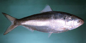 Индийская гильза (отряд сельдеобразные), как и многие другие рыбы, имеет тёмную спинку и светлое брюшко